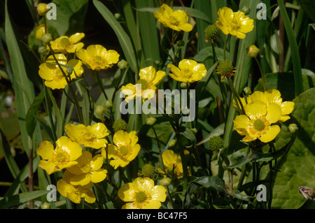 Greater spearwort Ranunculus lingua Grandiflora flowering in a garden pond Stock Photo
