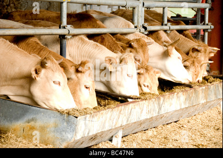 Cows eating on a cattle farm in France Stock Photo