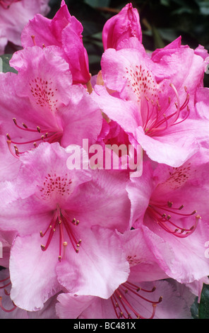Rhododendron 'Pink Pearl' garden plant pink flower flowers rhododendrons Stock Photo
