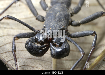Whip Scorpion close up of face, head, claws and mouth parts Stock Photo