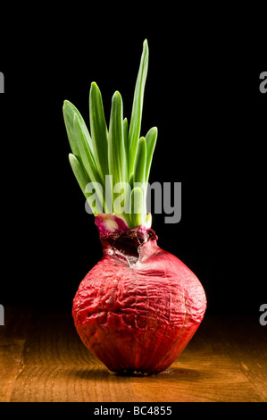 Onion bulb - red and fresh