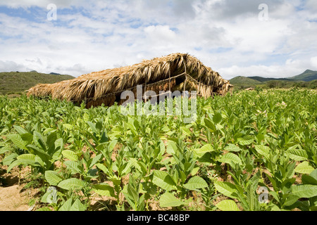 Dominican Republic - Centre - The Cibao Valley - tobacco - Santiago - plantation Stock Photo