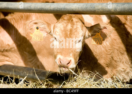A Blonde d'Aquitaine calf taken on a cattle farm in the Lot et Garonne Stock Photo
