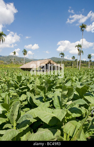 Dominican Republic - Centre - The Cibao Valley - tobacco Plantation Stock Photo