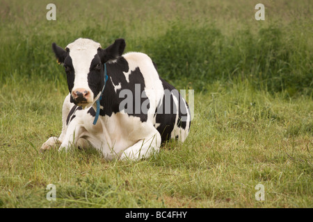 Cow lying down in a field Stock Photo