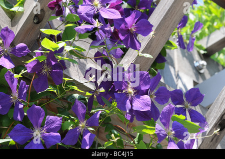 Clematis Etoile Violette growing in Battery Park City, June 26, 2009. Stock Photo