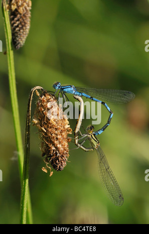 A mating pair of Common Blue Damselfly (Enallagma cyathigerum) perched ...