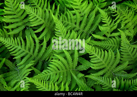 Ferns, Phegopteris connectilis, in a forest near the lake Vansjø in Østfold, Norway. Stock Photo