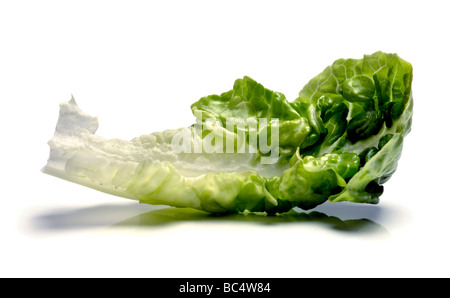 Little Gem lettuce leaf Stock Photo
