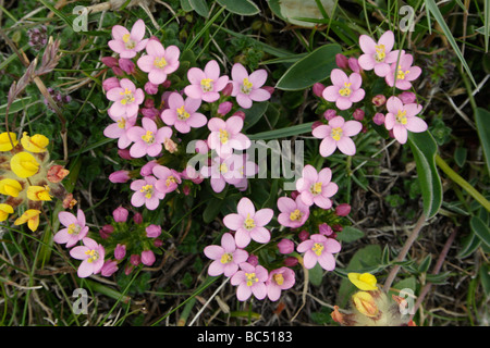 Common Centaury Centaurium erythraea Gentianaceae UK Stock Photo