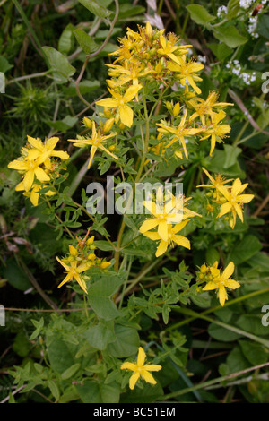 Perforate St John s wort Hypericum perforatum Clusiaceae UK Stock Photo