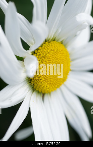A Side Closeup, Macro Of a White Daisy Flower & Yellow Stamin Stock Photo