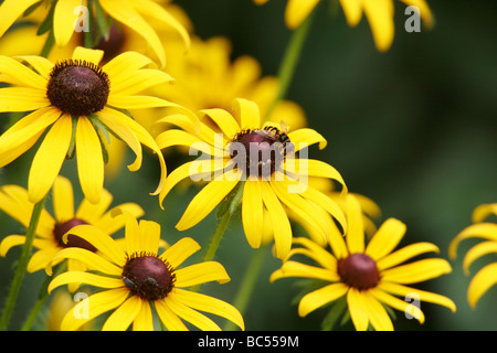 Black-eyed Susan (Rudbeckia hirta) flowers in Powhatan,Virginia Stock Photo