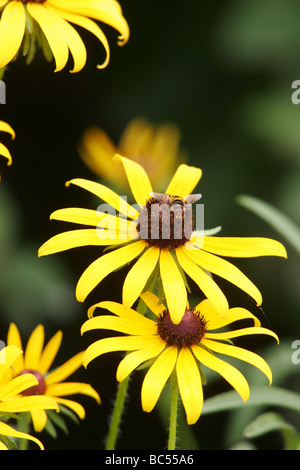 Black-eyed Susan (Rudbeckia hirta) flowers in Powhatan,Virginia Stock Photo