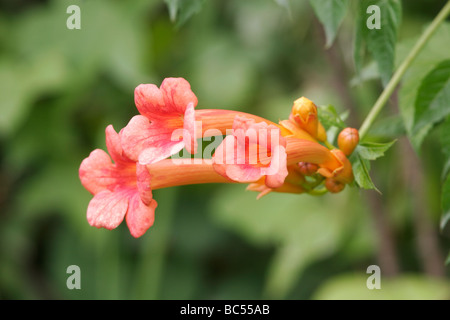 Trumpet Creeper ( Campsis radicans) Stock Photo