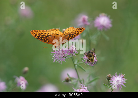 Great Spangled Fritillary( Speyeria cybele)Butterfly and  Bumblebee(Bombus terrestris) feeding on Two-colored Thistle plant. Stock Photo