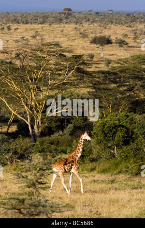 Reticulated giraffe in the landscape - El Karama Private Reserve - Laikipia District, Kenya Stock Photo