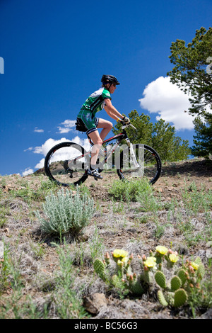 Cyclist competing in the Fibark Mountain Bike race on Tenderfoot Mountain Salida Colorado USA Stock Photo
