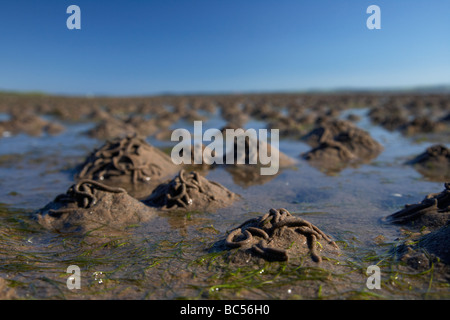 lugworm arenicola marina casts on mudflats in strangford lough county down northern ireland uk Stock Photo