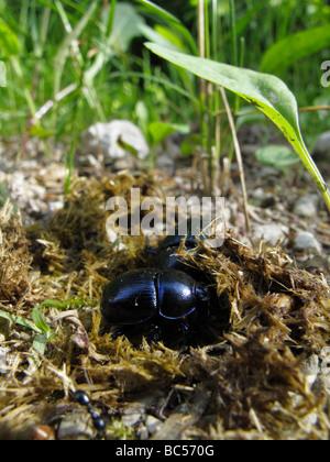 Dor beetles (Geotrupes stercorarius or Anoplotrupes stercorosus) digging in horse manure. Stock Photo