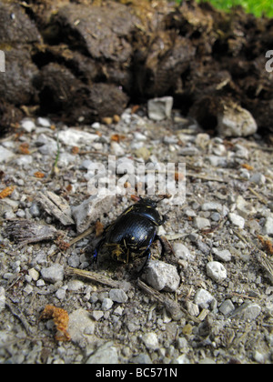 Dor beetle approaching a pile of horse manure. (Geotrupes stercorarius or Anoplotrupes stercorosus)