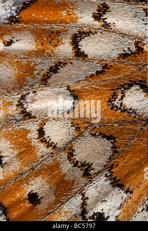 Marsh Fritillary butterfly: Euphrydryas aurinia. Closeup of wing showing pattern of scales
