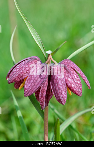 Snake' Head Fritillary:  Fritillaria meleagris. Double flower Stock Photo