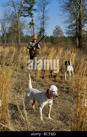 English Setter on Point while another Setter Backs the Point with Hunter Approaching from Behind in the Piney Woods of Georgia Stock Photo