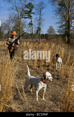 English Setter on Point while another Setter Backs the Point with Hunter Approaching from Behind in the Piney Woods of Georgia Stock Photo