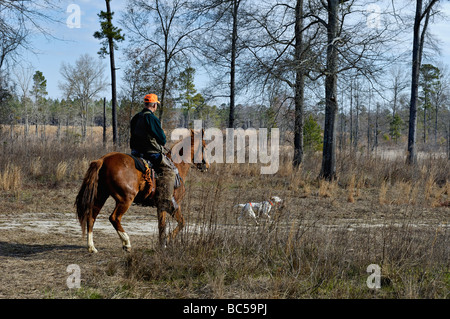 Dog Trainer on Horseback Following English Setter as it Hunts for Bobwhite Quail in the Piney Woods of Georgia Stock Photo