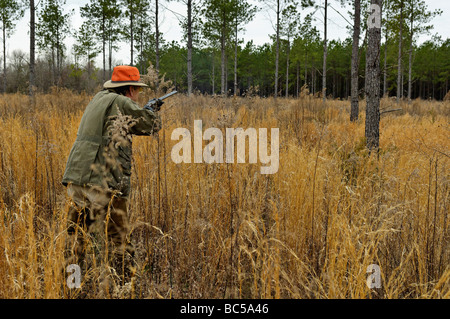 Upland Bird Hunter Shooting Flushing Bobwhite Quail in the Piney Woods of Georgia Sequence 3 of 3 Stock Photo