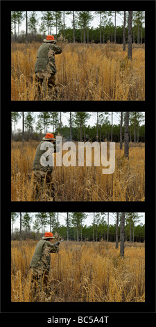 Sequence of Upland Bird Hunter Shooting Flushing Bobwhite Quail in the Piney Woods of Georgia Stock Photo