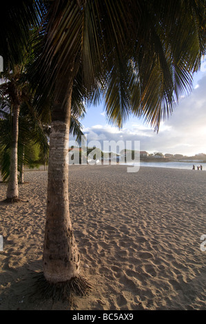 Palms at sandbeach in twilight Tarrafal Santiago Cabo Verde Africa Stock Photo