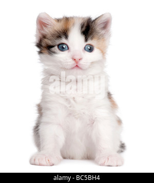 kitten 1 month old in front of a white background
