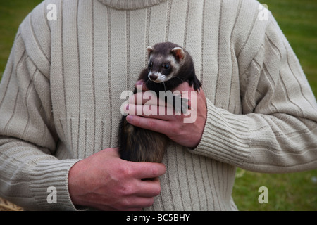 Man with his pet polecat coloured female ferret, Edinburgh, Scotland Stock Photo