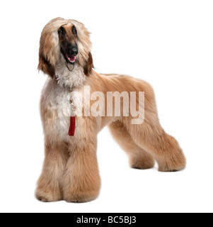 Young Brown Grommed Afghan Hound 1 years in front of a white background Stock Photo