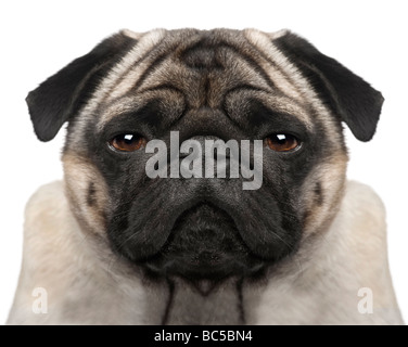 Pug 4 years in front of a white background Stock Photo