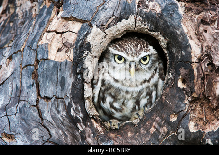Athene noctua. Little owl in a tree hollow in the english countryside