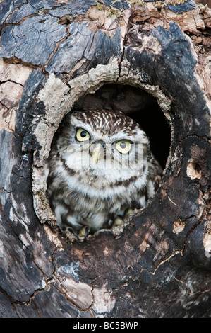 Athene noctua. Little owl in a tree hollow in the english countryside