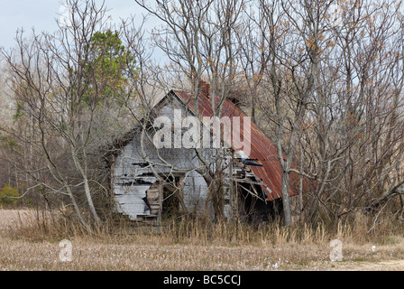 Abandoned and Dilapidated House in the Piney Woods of Georgia Stock Photo