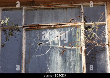 An old rusting white window frame with cracked dirty glass and weeds growing out of wall of an abandoned building in England, UK Stock Photo