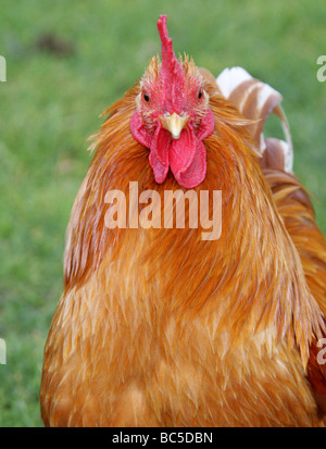 Domesticated Chicken, 'Orpington' Rooster, Gallus gallus domesticus, Phasianidae, Galliformes Stock Photo