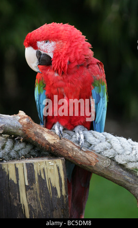 Green-winged Macaw or Red-and-Green Macaw, Ara chloroptera, Psittacidae, Psittaciformes Stock Photo