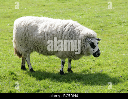 Beulah Speckled Face Sheep, Domestic Sheep Breed, Ovis aries, Caprinae, Bovidae. Stock Photo