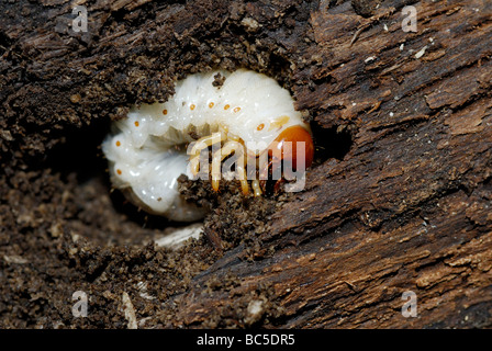 Larva of a June bug Phyllophaga sp in a decomposing dead tree northeastern US Stock Photo