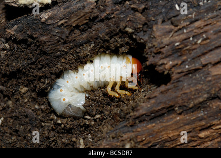 Larva of a June bug Phyllophaga sp in a decomposing dead tree northern New Jersey Stock Photo