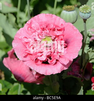 Opium poppy in full bloom Stock Photo