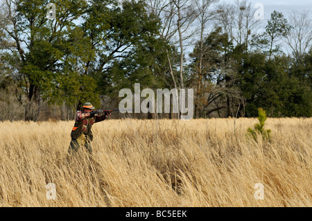Hunter Shooting Shotgun during Bobwhite Quail Hunt in the Piney Woods of Georgia Stock Photo