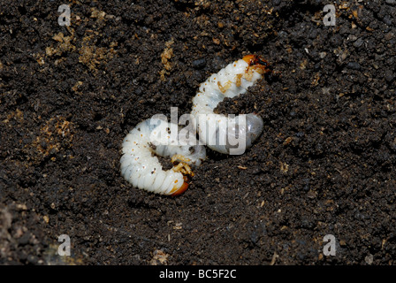 Larvae of the June bug Phyllophaga sp in a decomposing dead tree Stock Photo