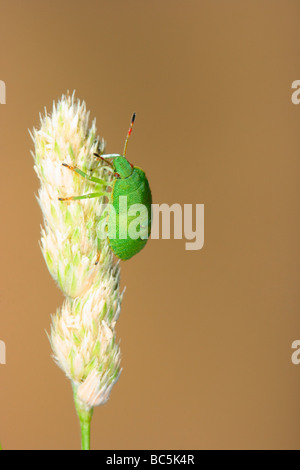 Shield Bug, Nezara viridula. Nymph on stem Stock Photo